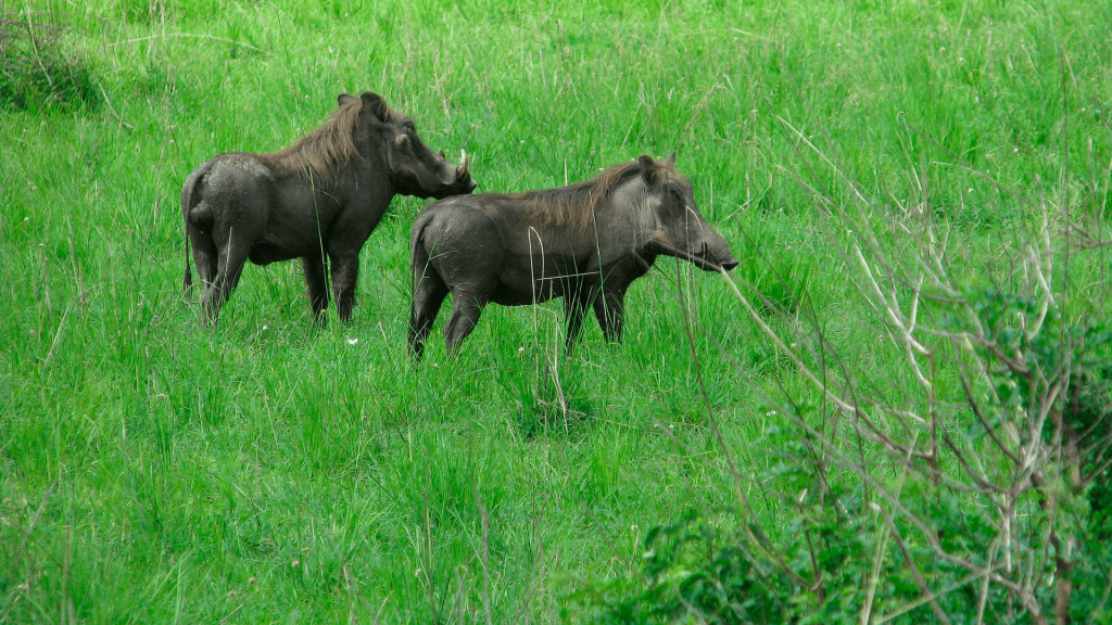 what-caliber-is-best-for-wild-hogs-hunting-hsm-outdoors